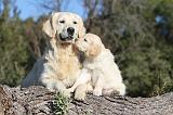 GOLDEN RETRIEVER 556